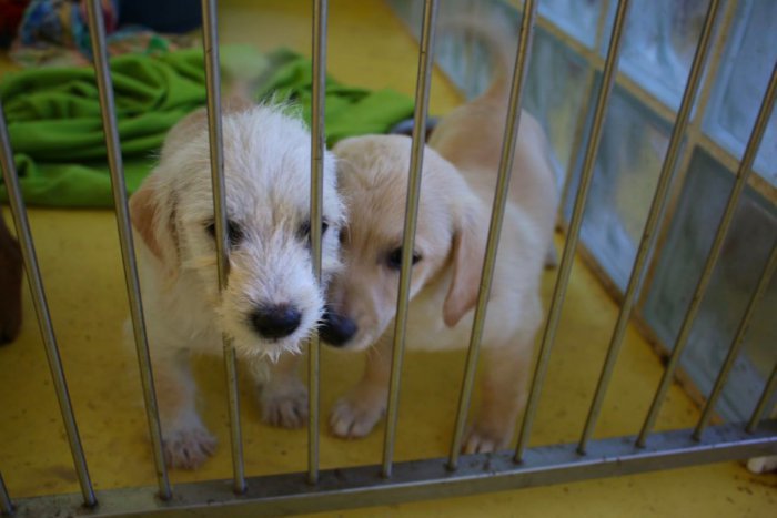 Ilustračný obrázok k článku Nechcených a týraných zvierat sú plné útulky. Na Poliankach si minulý rok viac ako polovica našla nový domov