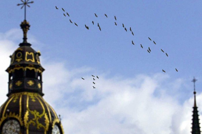 Ilustračný obrázok k článku Sezóna hniezdenia vrcholí: Očakávajú sa prílety veľkých kŕdľov vtáctva