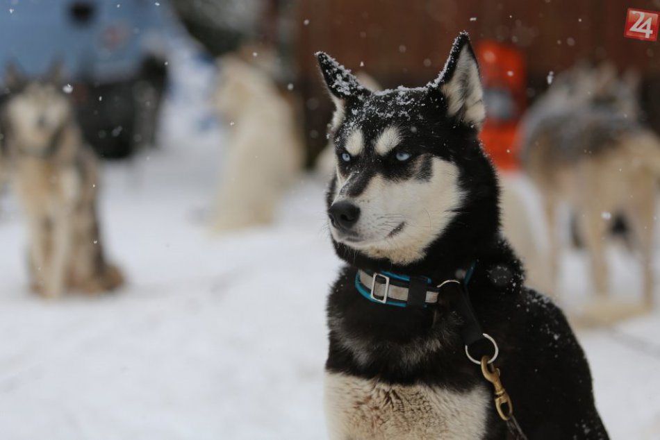 Ilustračný obrázok k článku Trenčín je plný havkáčov: V ktorých uliciach je najviac brechotu?