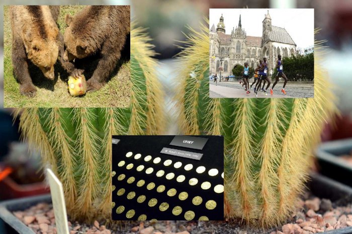 Ilustračný obrázok k článku 10 NAJ z metropoly východu: Toto nám môžu všetci závidieť!