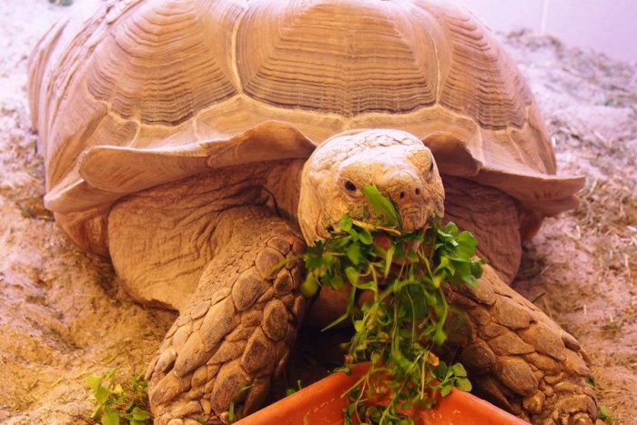 Ilustračný obrázok k článku Maskot Vinco: Takúto raritu, akú máme v Nitre široko ďaleko nenájdete!