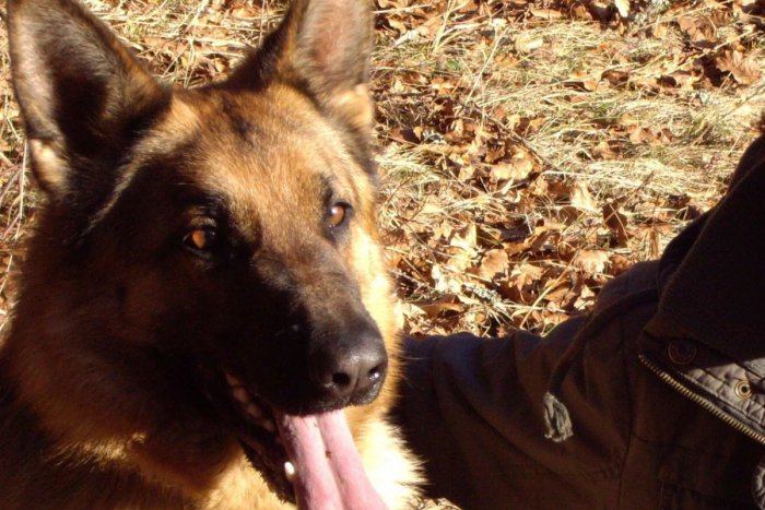 Ilustračný obrázok k článku Je medzi nimi aj váš štvornohý miláčik? TOP 10 najobľúbenejších plemien psov v Martine