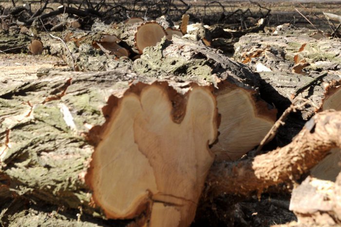 Ilustračný obrázok k článku Nad Dúbravkou mizne les