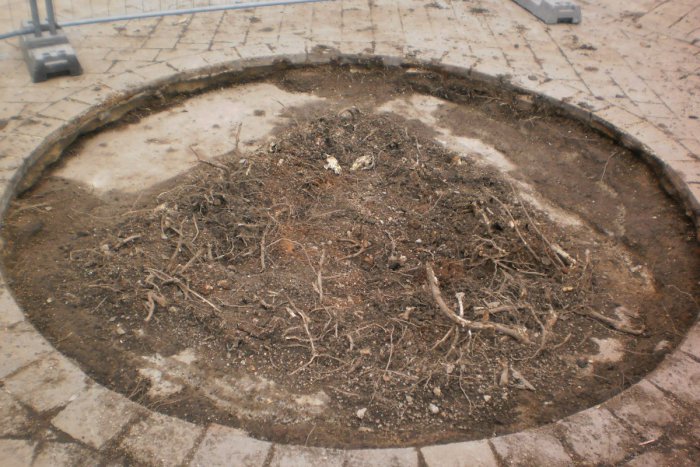 Ilustračný obrázok k článku Kauza výrubu stromov v centre neutícha, magistrát prišiel s novými informáciami