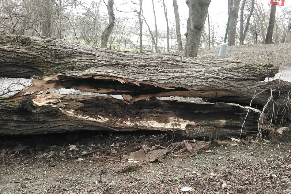 Ilustračný obrázok k článku Zásah pri Štrbe: Na trolejové vedenie ozubnicovej železnice spadol strom