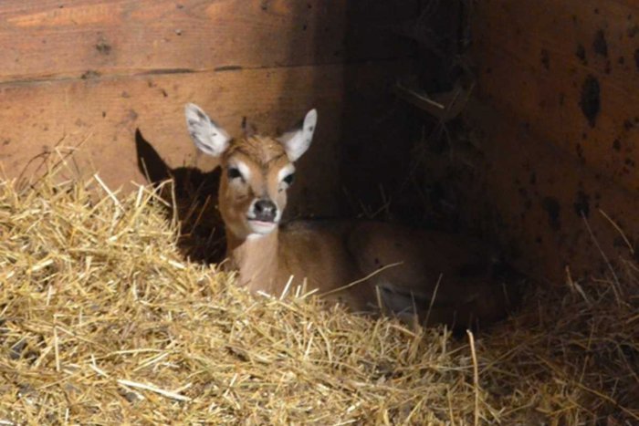 Ilustračný obrázok k článku Košická ZOO privítala ďalšie mláďatká: Dvojčatá si hneď obľúbite!