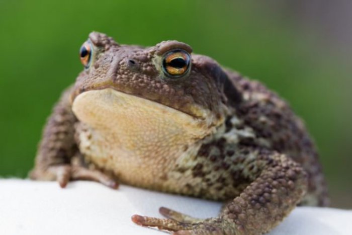 Ilustračný obrázok k článku Na Železnej studničke sa bude opäť pomáhať žabám pri migráciách