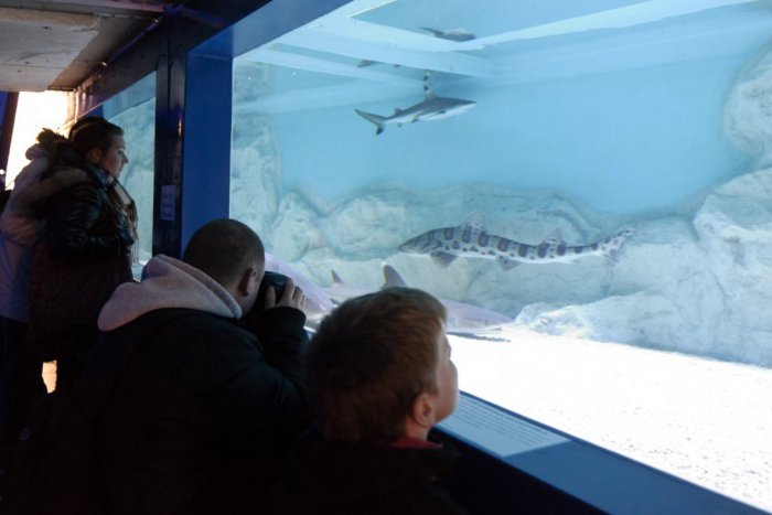 Ilustračný obrázok k článku Škola v našom regióne s raritou: Jazierko s tropickými rybami priamo v triede!