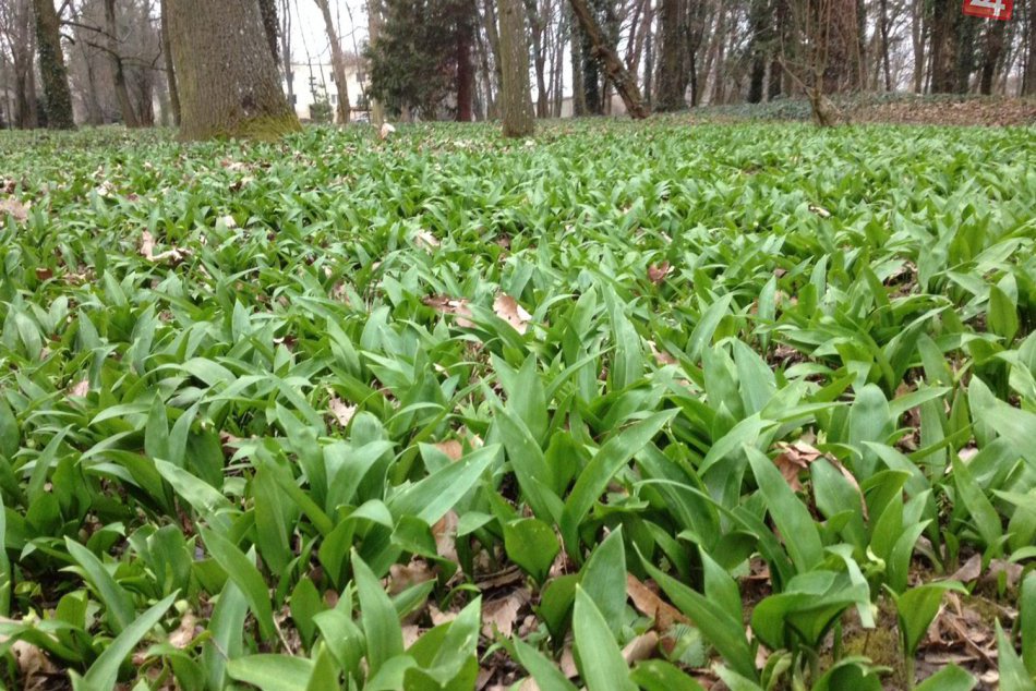 Ilustračný obrázok k článku Zdravý poklad z prírody už rastie aj u nás: Vieme, kde si pri Bystrici môžete nazbierať medvedí cesnak!