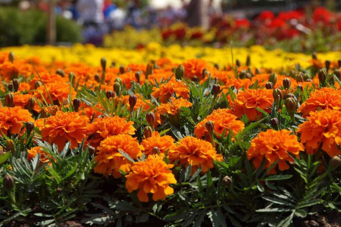 Ilustračný obrázok k článku Košice rozkvitnú do krásy: Ktoré časti mesta sa budú skrášľovať ako prvé?