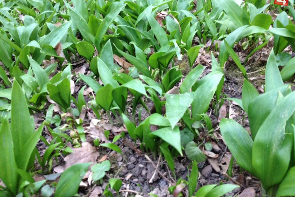 Ilustračný obrázok k článku Sezóna medvedieho cesnaku začína: Kde v okolí Košíc  ho možno nazbierať?