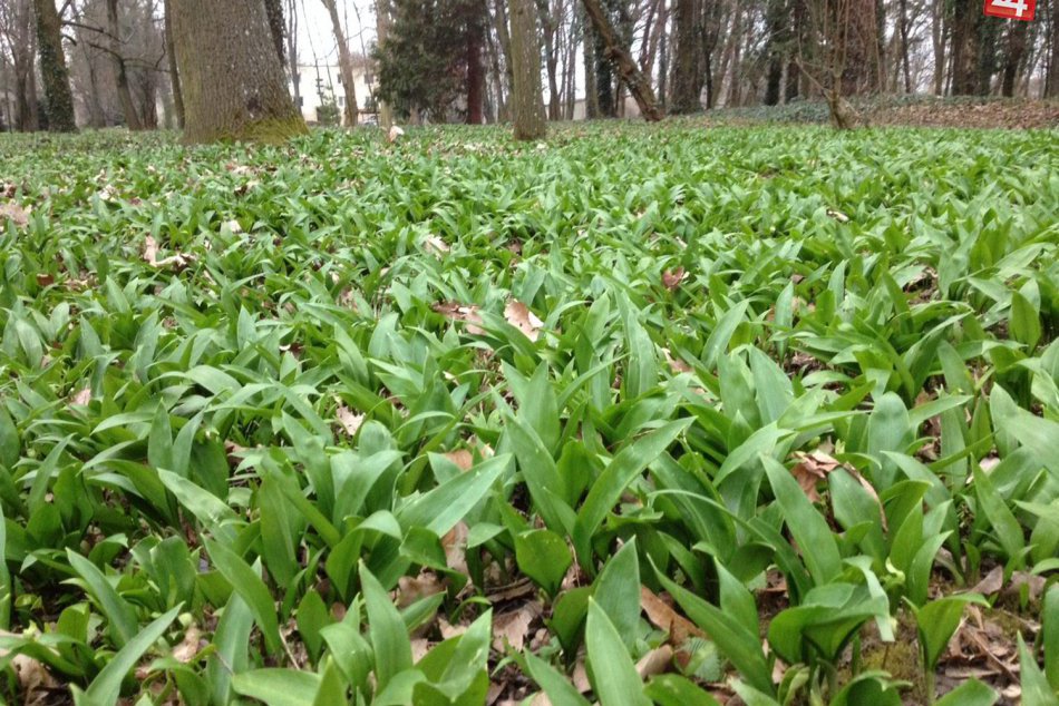 Ilustračný obrázok k článku Zázrak z prírody, ktorého je plná Bratislava. Kde môžete nazbierať medvedí cesnak a čo z neho vyrobiť?