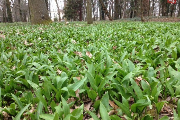 Ilustračný obrázok k článku Sezóna medvedieho cesnaku začína: Kde v okolí Rožňavy ho možno nazbierať?