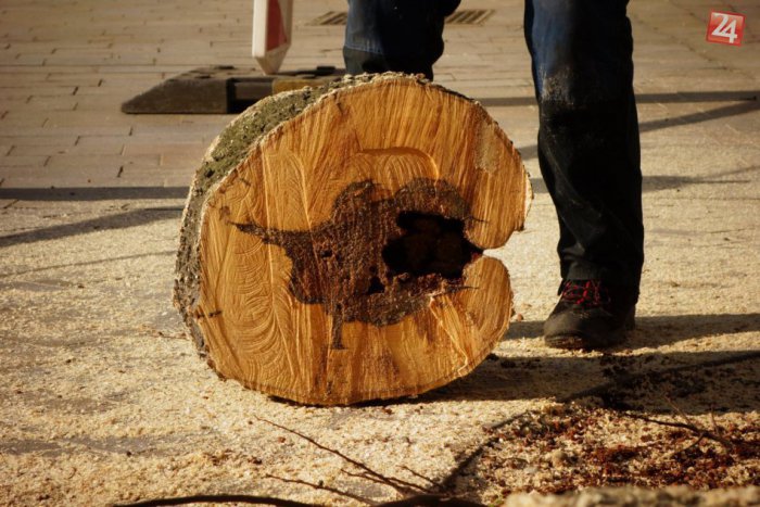 Ilustračný obrázok k článku Prečo v Bratislave odstránili toľko stromov? Mesto predstavilo nové plány starostlivosti o zeleň