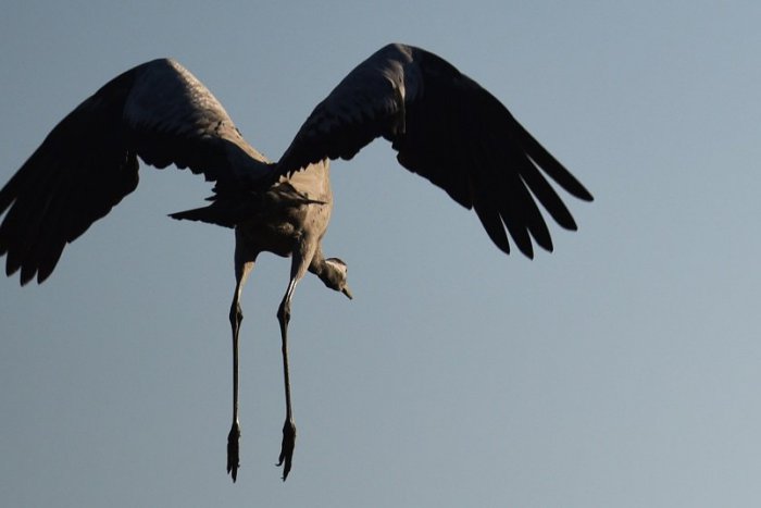 Ilustračný obrázok k článku Jarná migrácia zachytená na VIDEU: Žeriavy predviedli nad Humenným ozajstné vtáčie divadlo