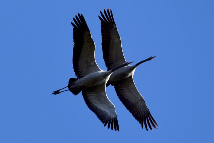 Ilustračný obrázok k článku Rarita nad košickou zoo: Sledujte, čo zachytili na FOTKE!