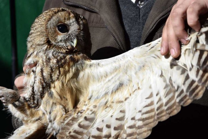 Ilustračný obrázok k článku V Rozhanovciach vyliečili zo zranení troch dravcov: Konečne ich mohli vypustiť na slobodu, FOTO