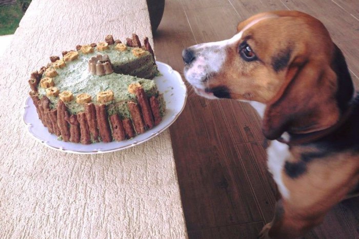 Ilustračný obrázok k článku Pekáreň pre psy: Jej bránami prešli už stovky spokojných labiek