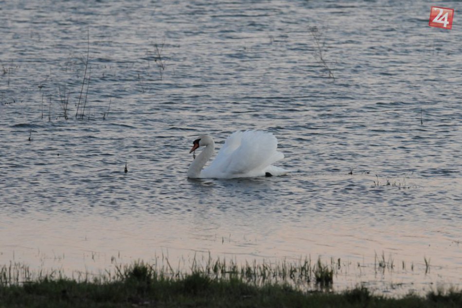 Ilustračný obrázok k článku Elegantné labute pri Šírave sa ľudí neboja: Vieme, kde presne čakajú, FOTO