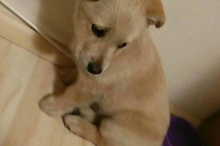 Ilustračný obrázok k článku Tento roztomilý psík má dôvod na smútok: Pozrite, kde sa stratil