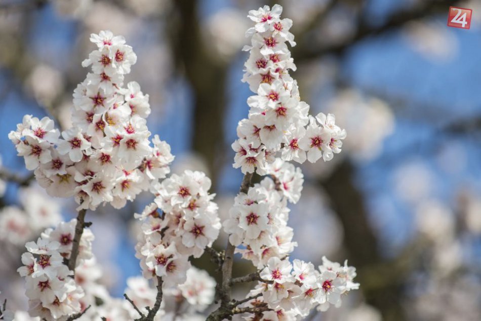 Ilustračný obrázok k článku Jarný oddych v našom okolí, ktorý vám dobije baterky: 5 miest pri Nitre, kde si prídete na svoje