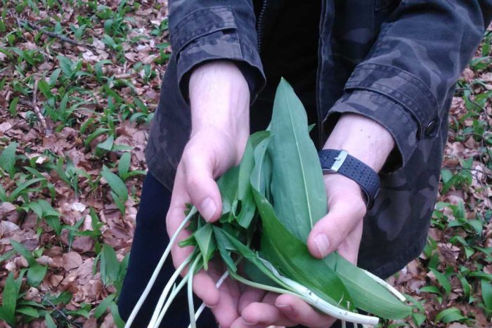 Ilustračný obrázok k článku S medvedím cesnakom v kuchyni: Desať receptov, ktoré sú medzi Košičanmi čoraz populárnejšie