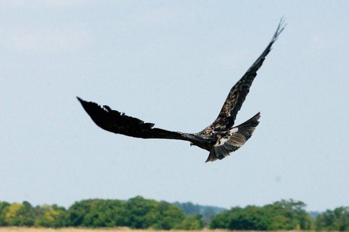 Ilustračný obrázok k článku Aničku čakajú v polovici apríla. Orlica už má vynovené hniezdo