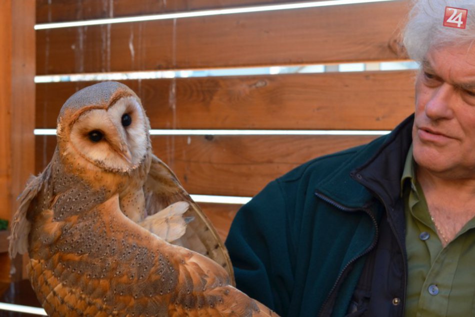 Ilustračný obrázok k článku Bez pomoci by neprežili: Rehabilitačná stanica v Nitre zachránila stovky životov