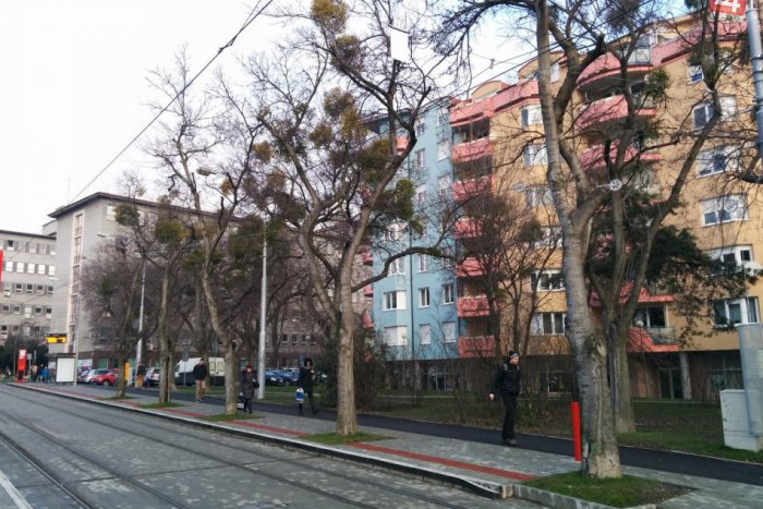 Ilustračný obrázok k článku Výrub stromov na Žilinskej je nateraz pingpong medzi úradmi