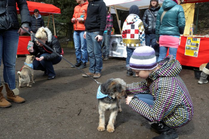 Ilustračný obrázok k článku Pre všetkých Košičanov s veľkým srdcom: Jedinečná šanca dať nechceným zvieratám domov!