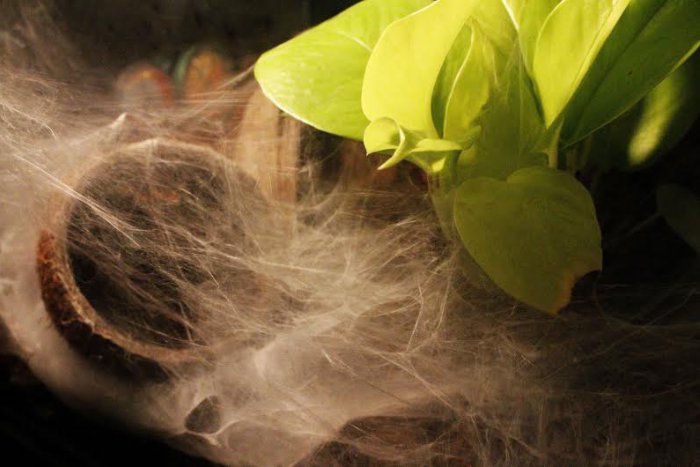 Ilustračný obrázok k článku Slovenské národné múzeum zaplavili pavúky