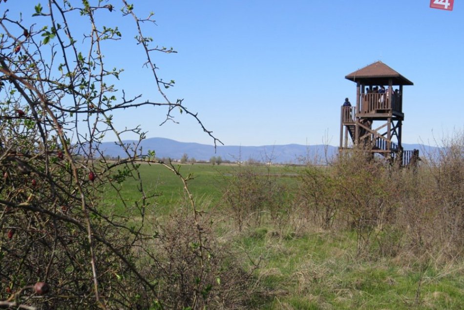 Ilustračný obrázok k článku Vítanie žeriavov je zrušené, ale vtáčí raj ponúka krásny zážitok v prírode