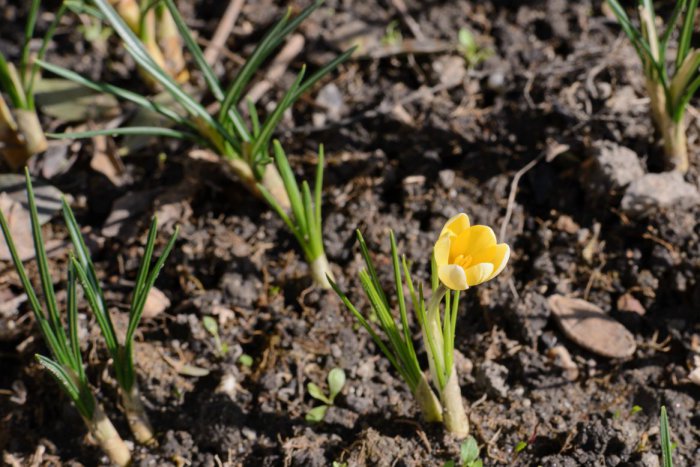 Ilustračný obrázok k článku Počasie neprestáva udivovať: Martinčanka Andrea sa pozrela na teplomer a nechápala, FOTO vnútri