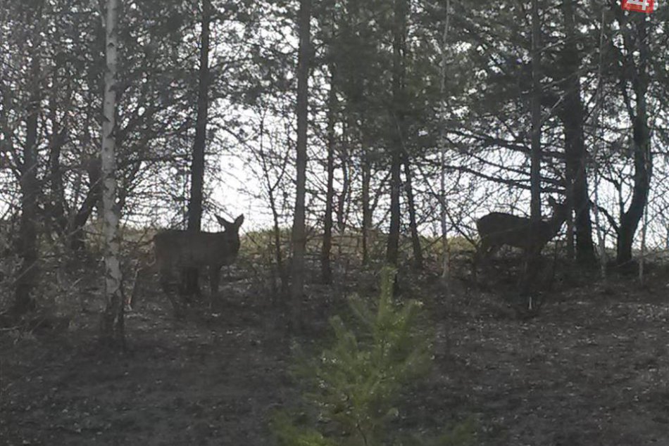 Ilustračný obrázok k článku Nečakaná návšteva na bystrickom sídlisku: Kam si to namierila srnčia rodinka? FOTO