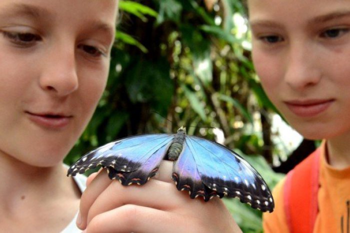 Ilustračný obrázok k článku Výstava fotografií: Premena do krásy ponúka detailný pohľad na zrod motýľov