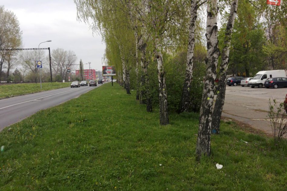 Ilustračný obrázok k článku V Bratislave sa rúbe jedna radosť! Príde Ružinov o brezovú alej?
