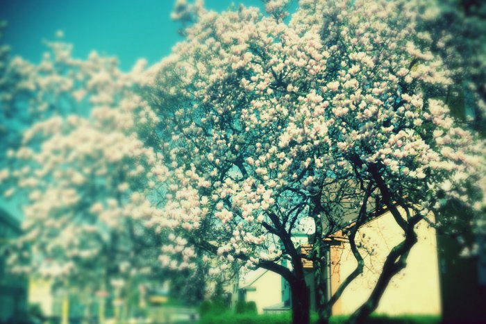 Ilustračný obrázok k článku Idete po meste a zrazu sa kocháte krásnymi výjavmi: Jar sa v Žiline postarala o obrázky, ktoré tešia oči okoloidúcich