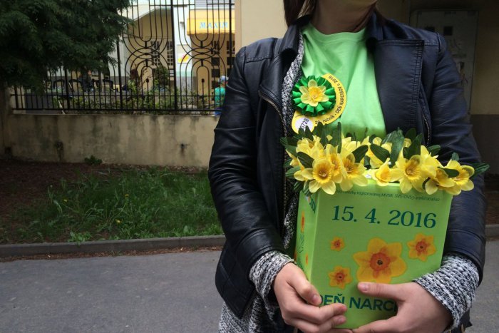 Ilustračný obrázok k článku Ulice Zvolena zaplavili žlté narcisy: Stredoškolské dobrovoľníčky zažili dojímavú chvíľu