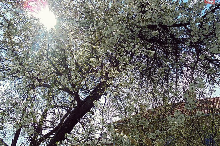 Ilustračný obrázok k článku Takto krásne nám rozkvitla Rožňava: Jarné OBRÁZKY z mesta, ktoré vám pohladia dušu