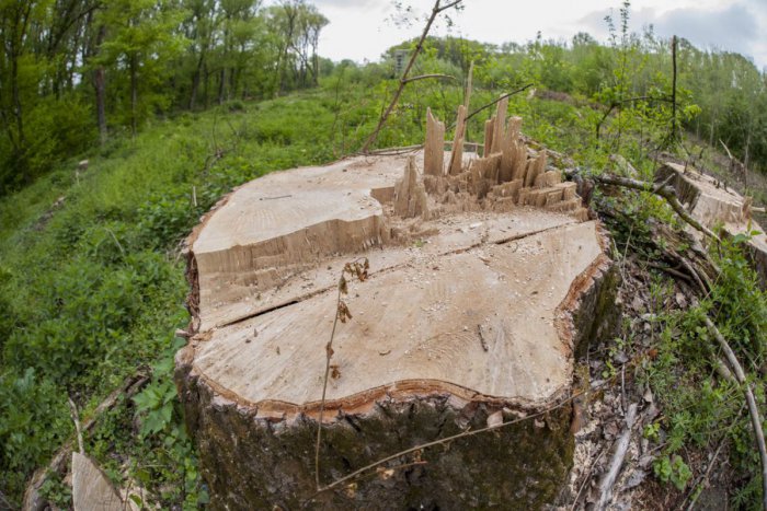 Ilustračný obrázok k článku Bratislava chce prebrať lesy na ostrove Sihoť, nie však na úkor iných zelených plôch v meste