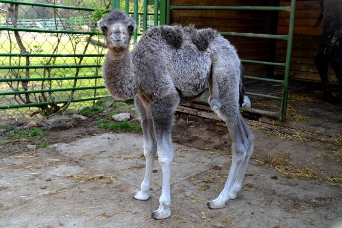 Ilustračný obrázok k článku Deň Zeme v košickej zoo: Návštevníci budú súčasťou krstu mláďatka