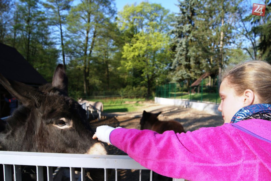 Ilustračný obrázok k článku Plánované novinky v bývalom nemocničnom parku: Vzniknúť by tu mala minizoo i detské ihrisko