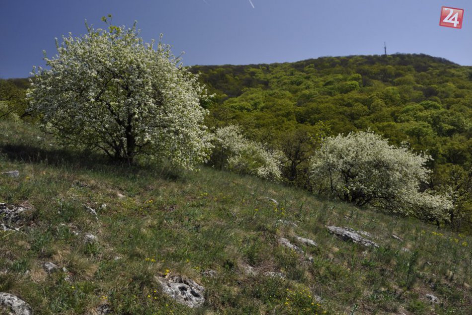 Ilustračný obrázok k článku Milonvníci prírody je tu niečo pre vás: Pripravte sa na Jarný prechod Zoborskými vrchmi