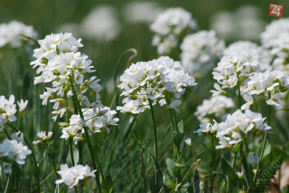 Ilustračný obrázok k článku FOTO: Poklady Zoborskej lesostepi, vzácny endemit Peniažtek slovenský už kvitne