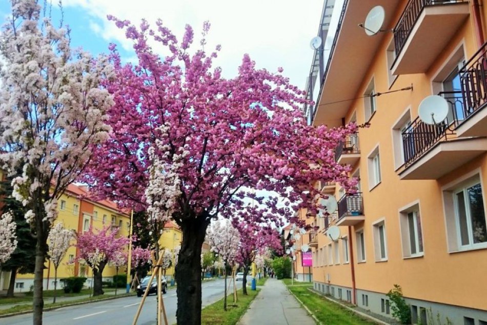 Ilustračný obrázok k článku Nosíte také aj vy? TOP 15 najčastejších ženských a mužských krstných mien v Prešove