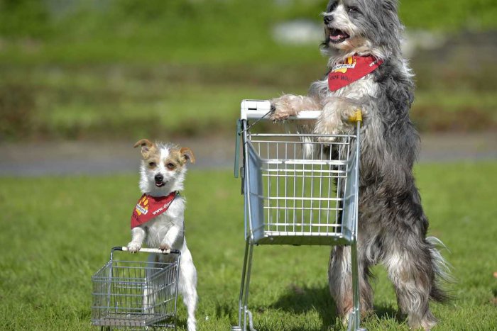 Ilustračný obrázok k článku Vtáka spoznáš po perí, Košičana po reči: Čo by ste nakúpili, ak by ste v obchode pýtali runkľu či jostu?