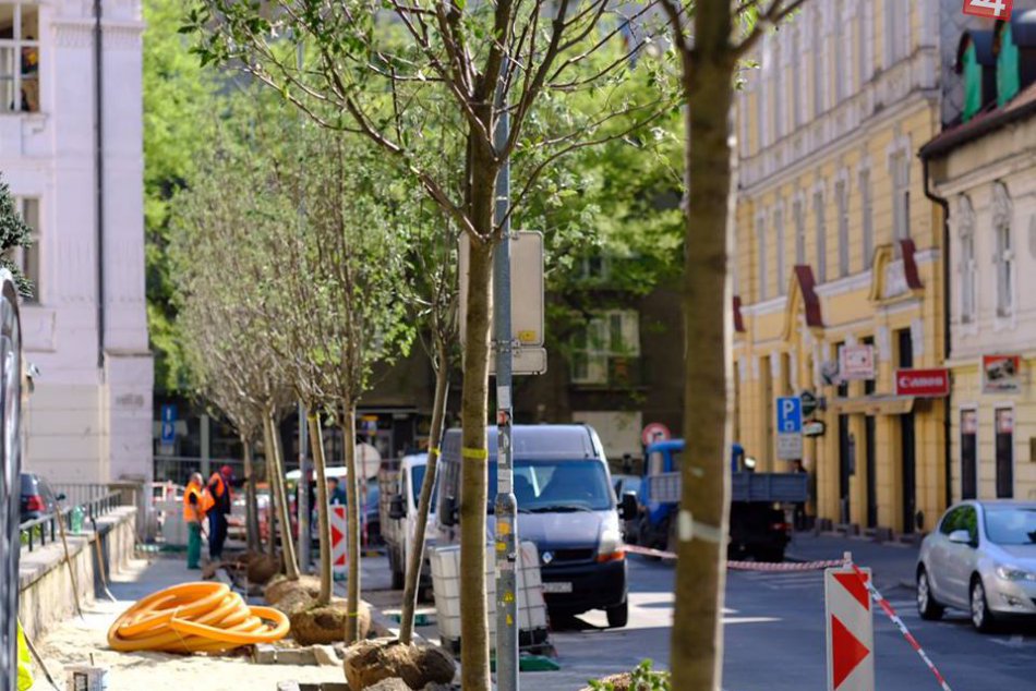 Ilustračný obrázok k článku Zelenšia Bratislava: Mesto nahradí choré stromy na Námestí SNP za nové a zdravé