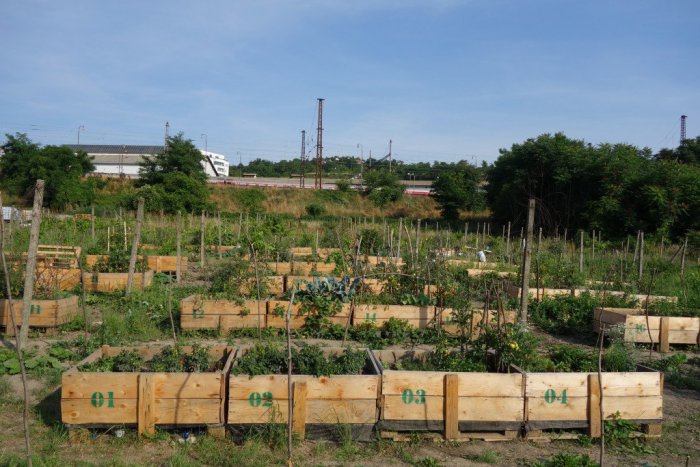 Ilustračný obrázok k článku Nič im nie je sväté: Komunitnú vinicu vykradli. Po druhýkrát