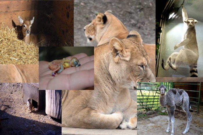 Ilustračný obrázok k článku Obrovský babyboom v košickej zoo: Pribudli tučniaky, lemury, pochlapil sa aj krkavec Kajo!