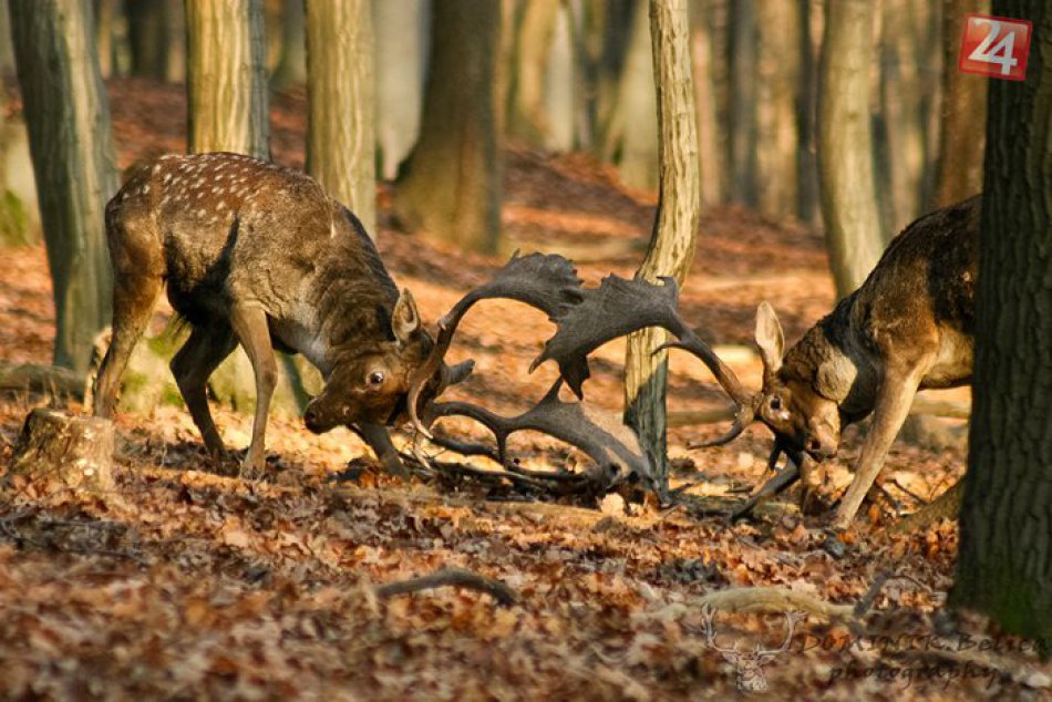 Ilustračný obrázok k článku FOTO: Dominik sa môže pochváliť unikátnymi zábermi. Ruju danielov nafotil z tesnej blízkosti